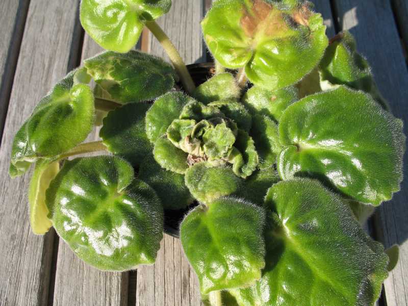 African Violet Leaves Curling / The stems start growing longer in size